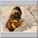 Osmia bicornis - Rote Mauerbiene 35.jpg